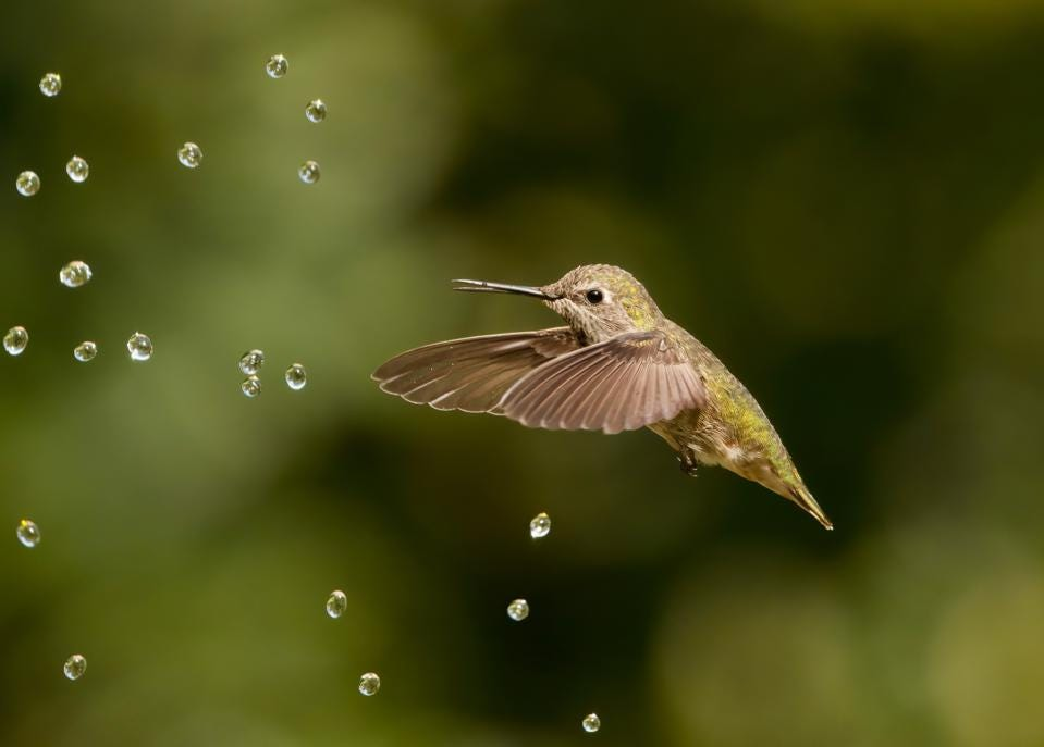 Hình ảnh chim ruồi với những giọt nước