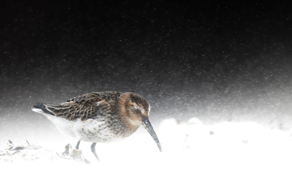 Hình ảnh chú chim đang đối mặt với cơn bão tuyết